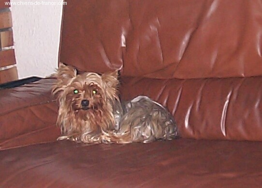 Roxy Du domaine des lys